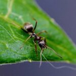 WISDOM FROM THE ANT