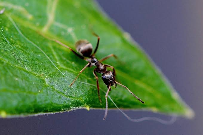 WISDOM FROM THE ANT